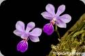 Phal. zhanhuoana x marriottiana